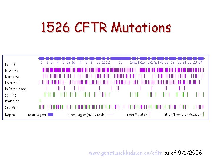1526 CFTR Mutations www. genet. sickkids. on. ca/cftr as of 9/1/2006 