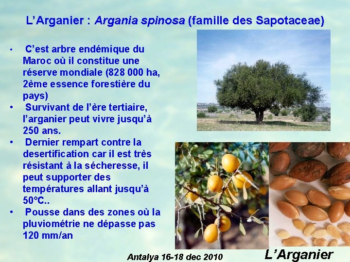 L’Arganier : Argania spinosa (famille des Sapotaceae) C’est arbre endémique du Maroc où il