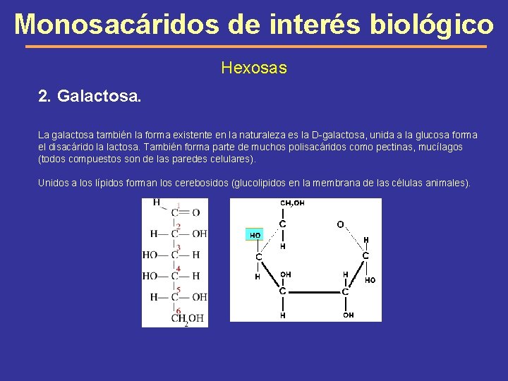 Monosacáridos de interés biológico Hexosas 2. Galactosa. La galactosa también la forma existente en