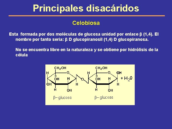 Principales disacáridos Celobiosa Esta formada por dos moléculas de glucosa unidad por enlace β