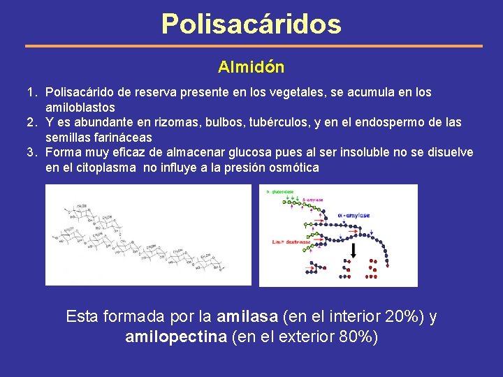 Polisacáridos Almidón 1. Polisacárido de reserva presente en los vegetales, se acumula en los