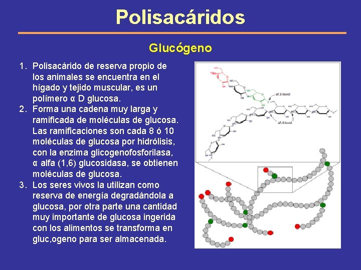 Polisacáridos Glucógeno 1. Polisacárido de reserva propio de los animales se encuentra en el