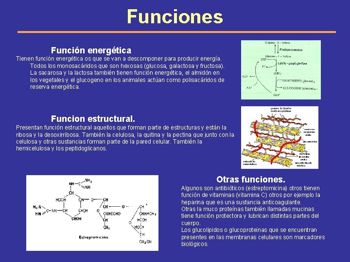 Funciones Función energética Tienen función energética os que se van a descomponer para producir