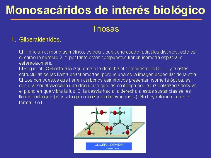 Monosacáridos de interés biológico Triosas 1. Gliceraldehidos. q Tiene un carbono asimétrico, es decir,