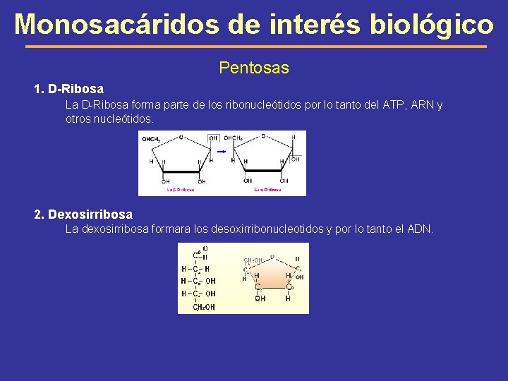 Monosacáridos de interés biológico Pentosas 1. D-Ribosa La D-Ribosa forma parte de los ribonucleótidos
