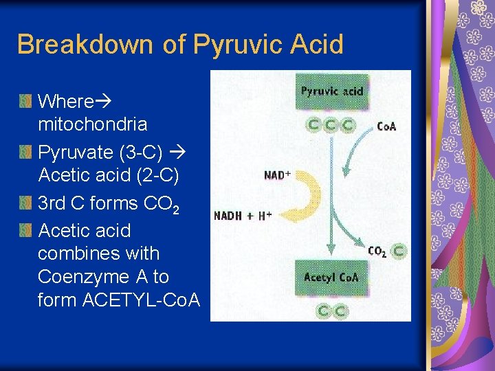 Breakdown of Pyruvic Acid Where mitochondria Pyruvate (3 -C) Acetic acid (2 -C) 3