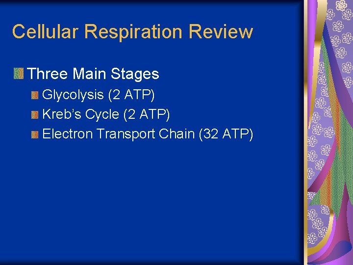 Cellular Respiration Review Three Main Stages Glycolysis (2 ATP) Kreb’s Cycle (2 ATP) Electron