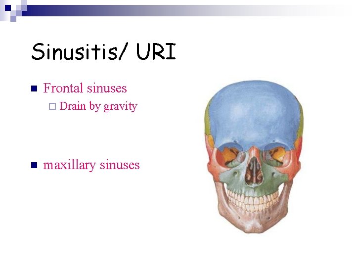 Sinusitis/ URI n Frontal sinuses ¨ Drain n by gravity maxillary sinuses 