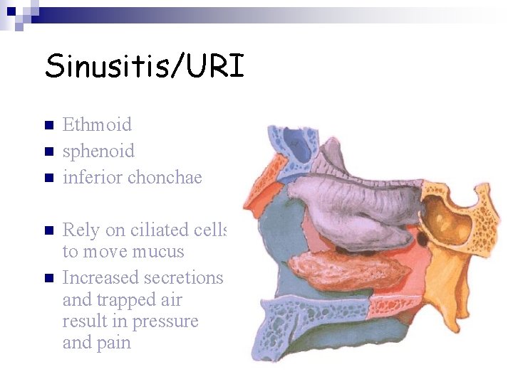 Sinusitis/URI n n n Ethmoid sphenoid inferior chonchae Rely on ciliated cells to move