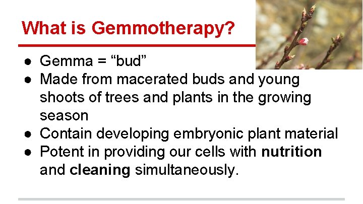 What is Gemmotherapy? ● Gemma = “bud” ● Made from macerated buds and young