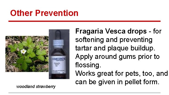 Other Prevention woodland strawberry Fragaria Vesca drops - for softening and preventing tartar and