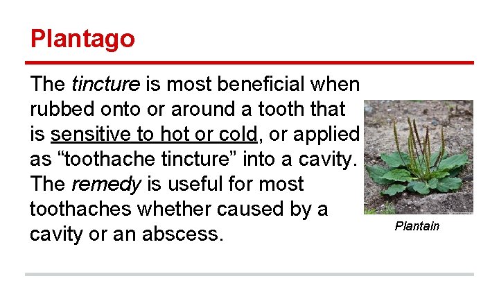 Plantago The tincture is most beneficial when rubbed onto or around a tooth that