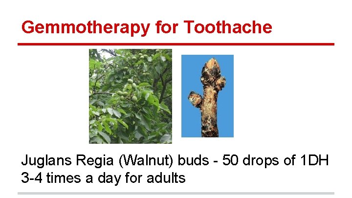 Gemmotherapy for Toothache Juglans Regia (Walnut) buds - 50 drops of 1 DH 3
