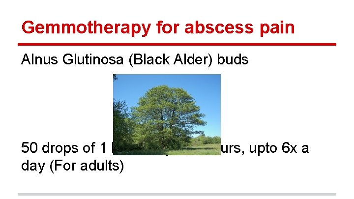 Gemmotherapy for abscess pain Alnus Glutinosa (Black Alder) buds 50 drops of 1 DH