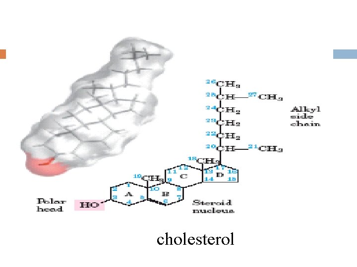 cholesterol 