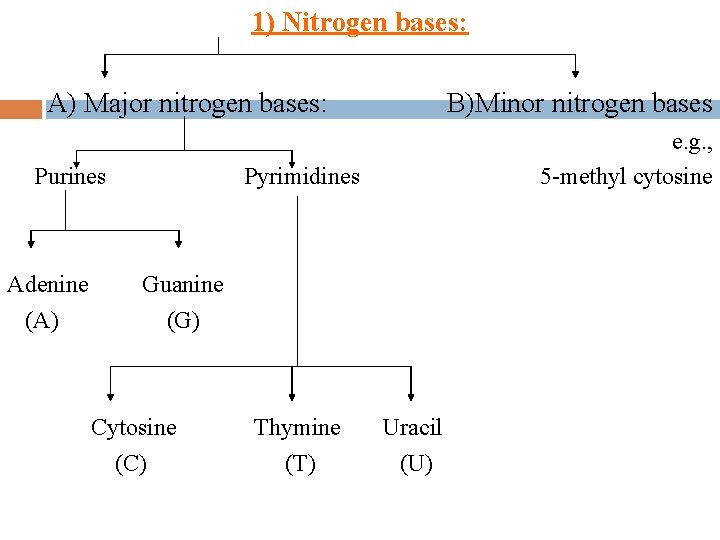 1) Nitrogen bases: A) Major nitrogen bases: Purines Adenine (A) B)Minor nitrogen bases e.