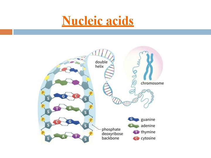 Nucleic acids 
