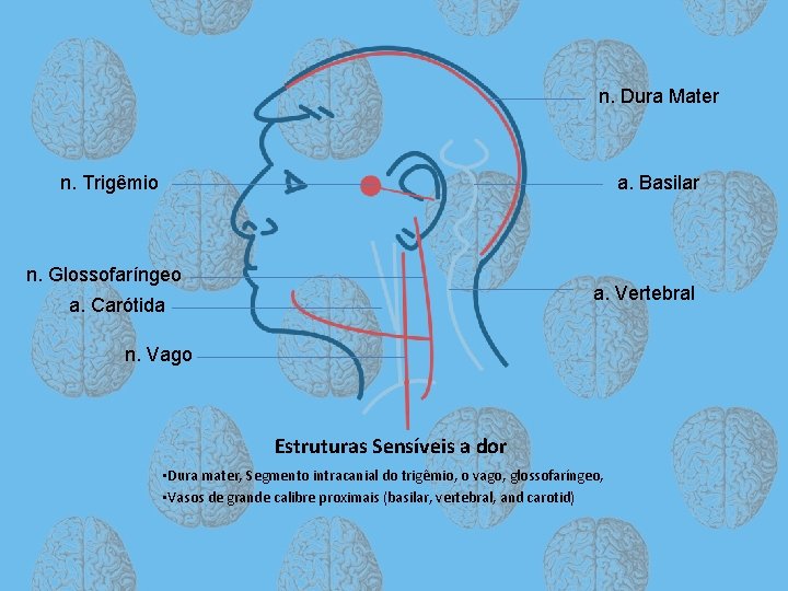 n. Dura Mater n. Trigêmio a. Basilar n. Glossofaríngeo a. Vertebral a. Carótida n.