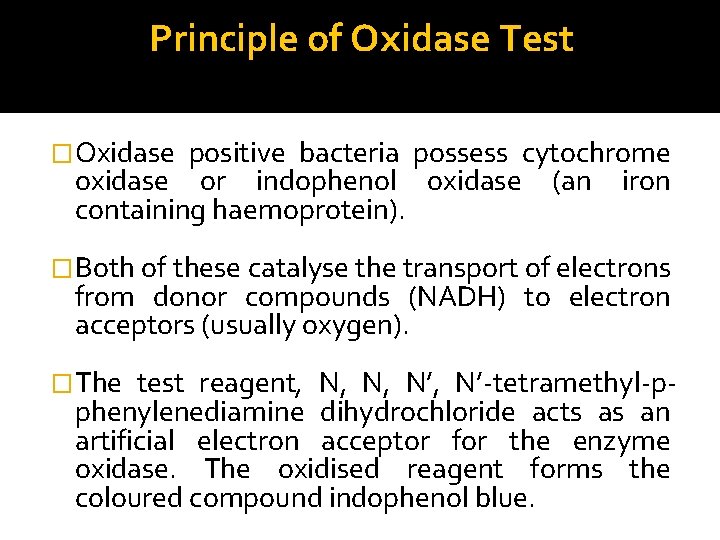 Principle of Oxidase Test �Oxidase positive bacteria possess cytochrome oxidase or indophenol oxidase (an