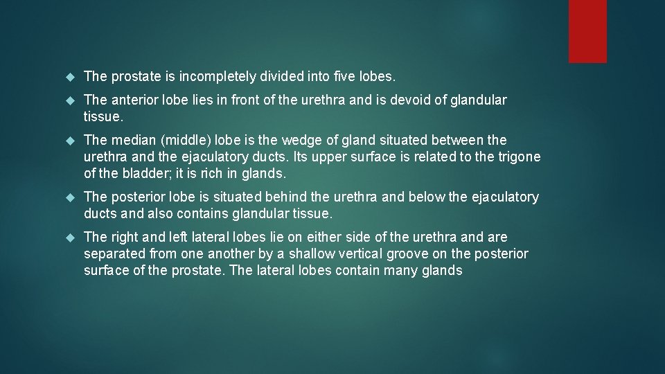  The prostate is incompletely divided into five lobes. The anterior lobe lies in