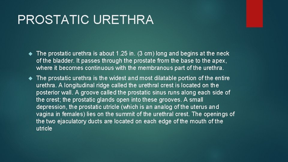 PROSTATIC URETHRA The prostatic urethra is about 1. 25 in. (3 cm) long and