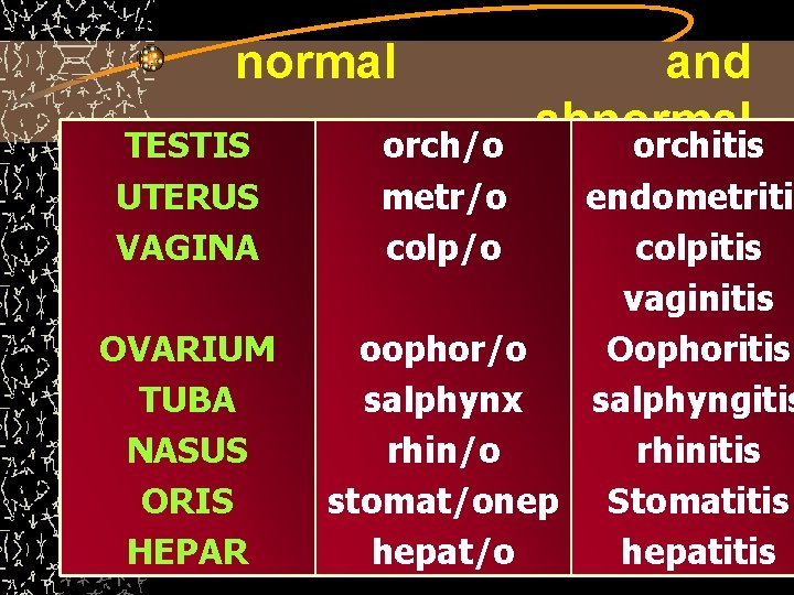normal TESTIS UTERUS VAGINA OVARIUM TUBA NASUS ORIS HEPAR orch/o metr/o colp/o and abnormal