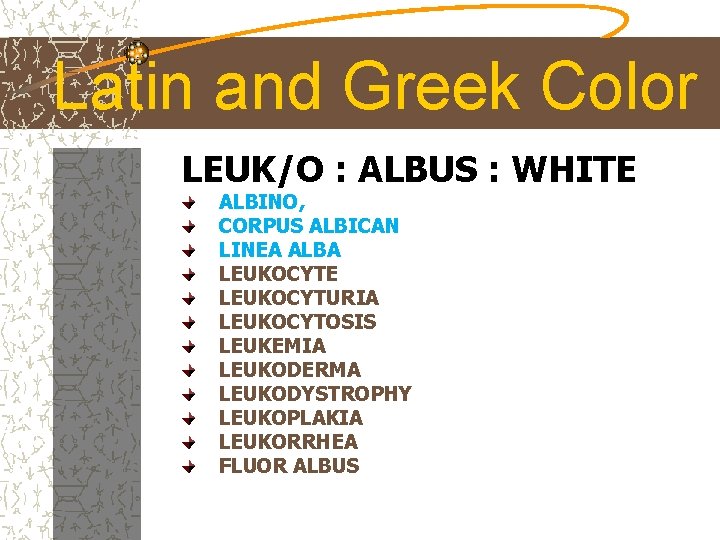 Latin and Greek Color LEUK/O : ALBUS : WHITE ALBINO, CORPUS ALBICAN LINEA ALBA