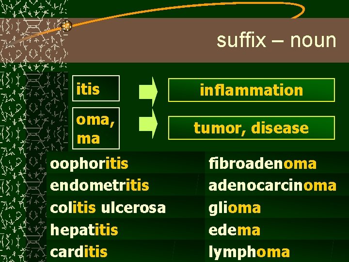 suffix – noun itis oma, ma oophoritis endometritis colitis ulcerosa hepatitis carditis inflammation tumor,