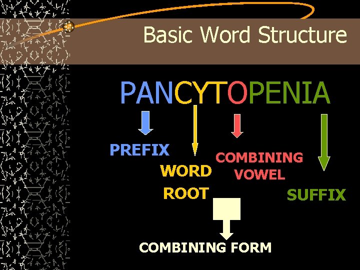 Basic Word Structure PANCYTOPENIA PREFIX COMBINING WORD VOWEL ROOT SUFFIX COMBINING FORM 