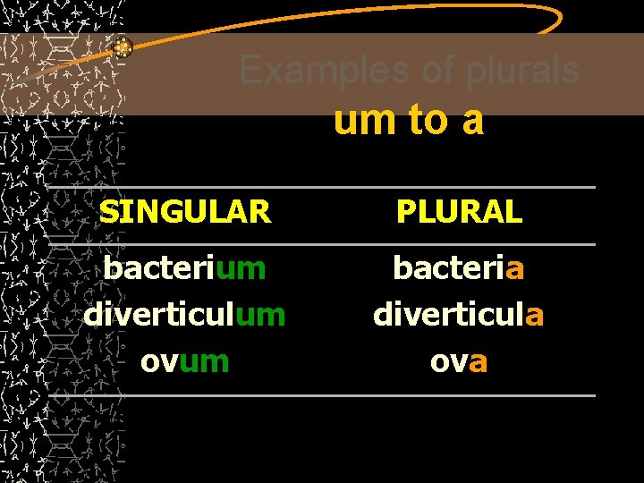 Examples of plurals um to a SINGULAR PLURAL bacterium diverticulum ovum bacteria diverticula ova