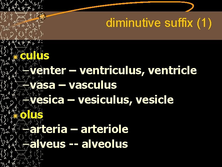 diminutive suffix (1) culus – venter – ventriculus, ventricle – vasa – vasculus –