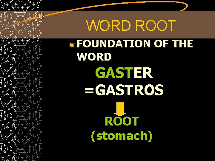 WORD ROOT FOUNDATION OF THE WORD GASTER =GASTROS ROOT (stomach) 