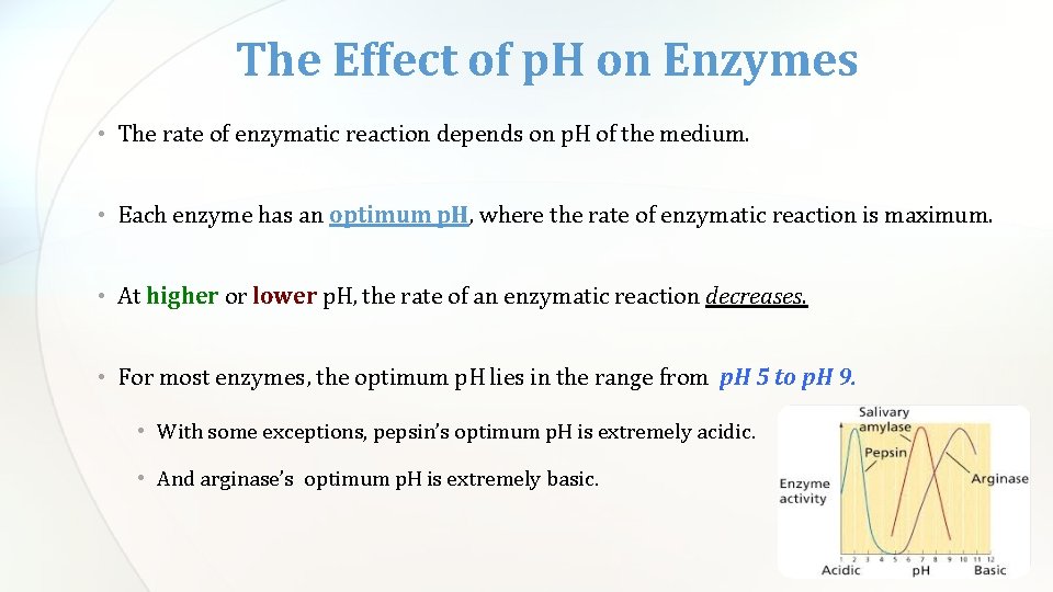 The Effect of p. H on Enzymes • The rate of enzymatic reaction depends