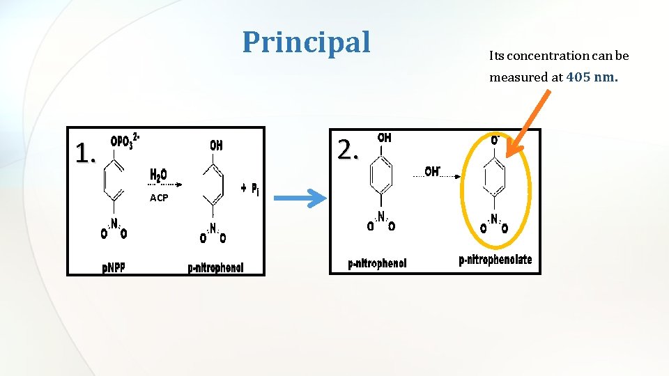 Principal Its concentration can be measured at 405 nm. 2. 1. ACP 