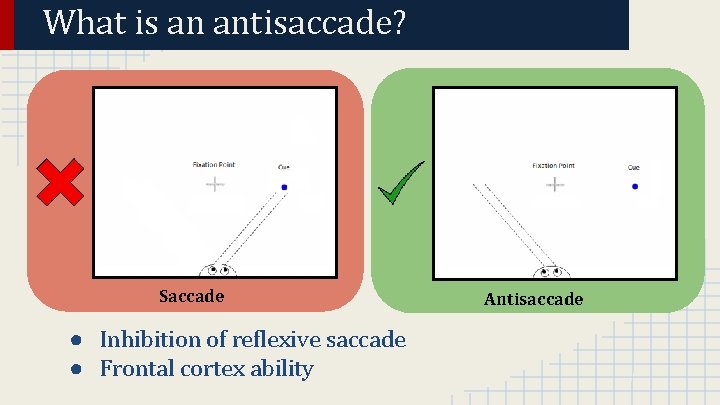 What is an antisaccade? Saccade ● Inhibition of reflexive saccade ● Frontal cortex ability