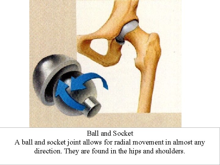 Ball and Socket A ball and socket joint allows for radial movement in almost