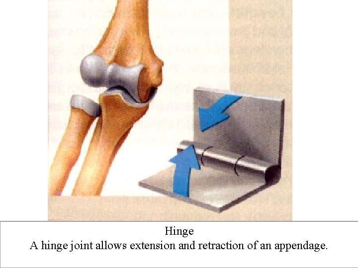 Hinge A hinge joint allows extension and retraction of an appendage. 