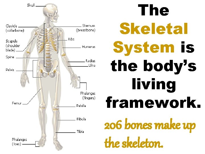 The Skeletal System is the body’s living framework. 206 bones make up the skeleton.