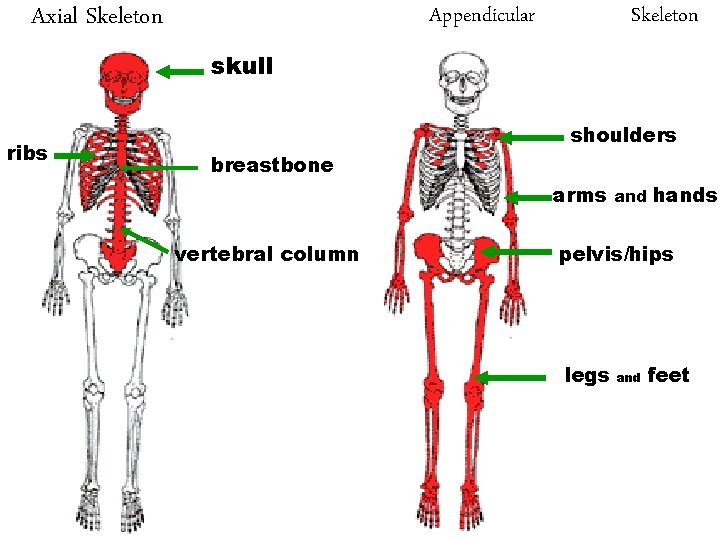 Axial Skeleton Appendicular Skeleton skull ribs shoulders breastbone arms vertebral column and hands pelvis/hips