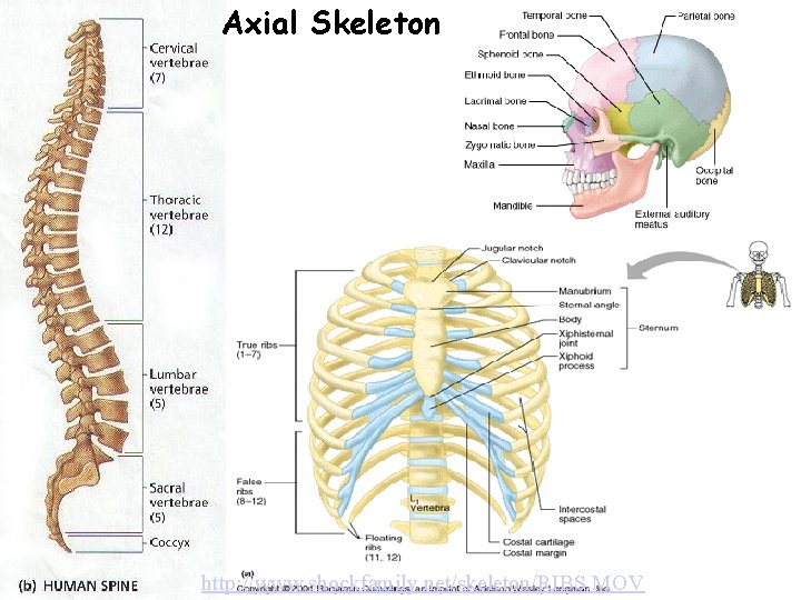 Axial Skeleton http: //www. shockfamily. net/skeleton/RIBS. MOV 