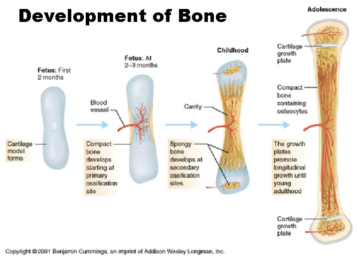 Development of Bone 