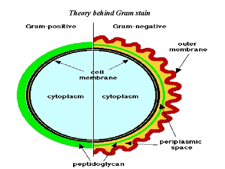 Theory behind Gram stain Mohammed Laqqan 