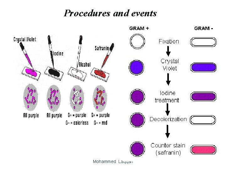 Procedures and events Mohammed Laqqan 