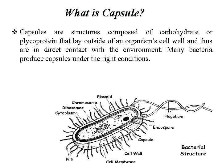 What is Capsule? v Capsules are structures composed of carbohydrate or glycoprotein that lay