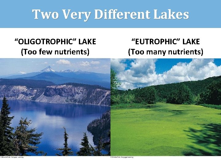 Two Very Different Lakes “OLIGOTROPHIC” LAKE (Too few nutrients) “EUTROPHIC” LAKE (Too many nutrients)