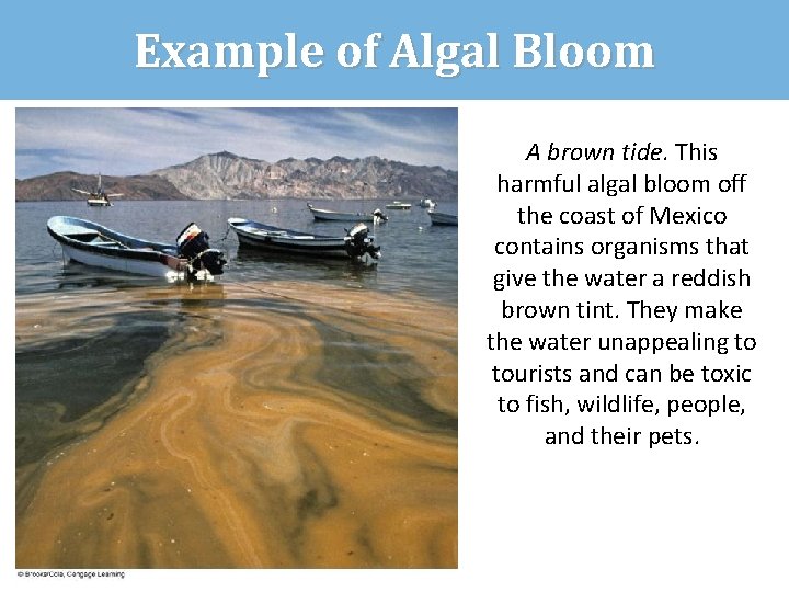 Example of Algal Bloom A brown tide. This harmful algal bloom off the coast