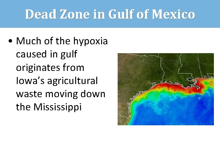 Dead Zone in Gulf of Mexico • Much of the hypoxia caused in gulf