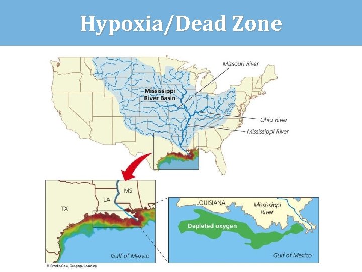 Hypoxia/Dead Zone 