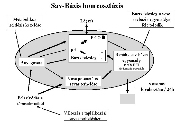 Sav-Bázis homeosztázis Metabolikus acidózis kezelése Légzés Bázis felesleg a vese savbázis egyensúlya felé tolódik