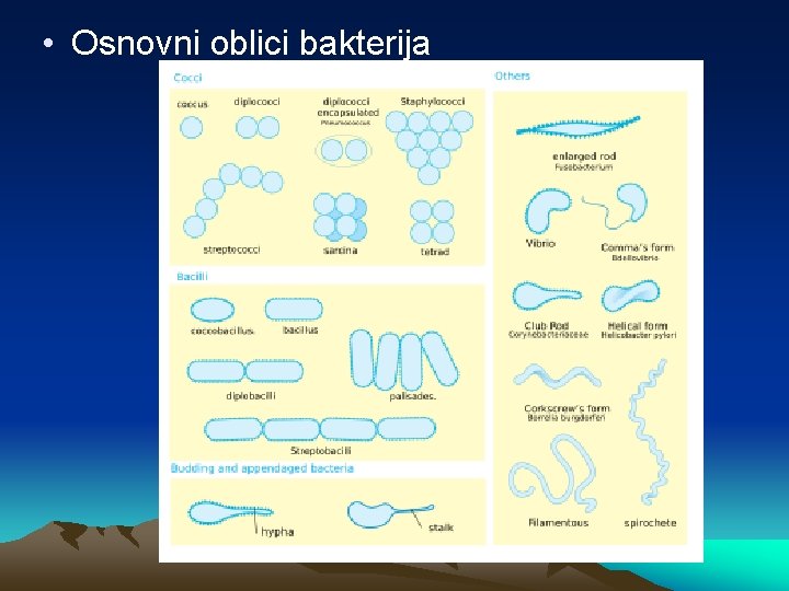  • Osnovni oblici bakterija 